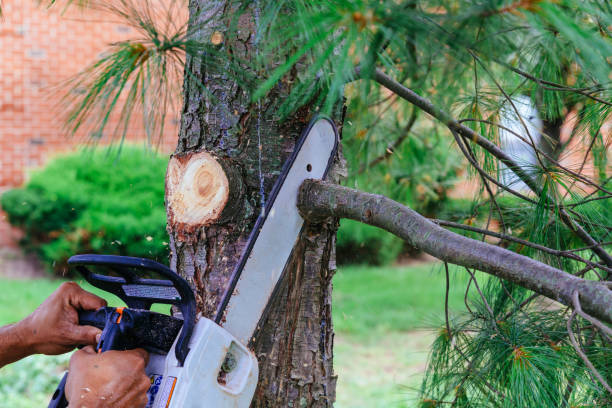 Reliable Nokomis, IL Tree Removal and Landscaping Services Solutions